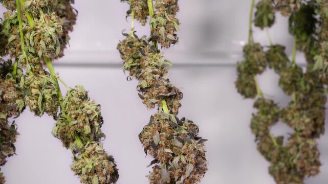 Dolly shot of drying cannabis plants in a grow tent