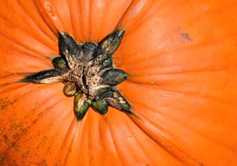 Orange Pumpkin Closeup