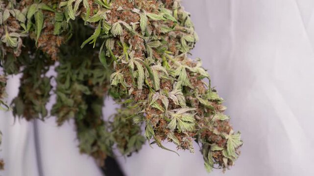 Dolly shot of drying cannabis plants in a grow tent