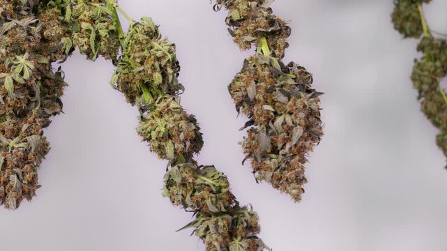 Dolly shot of drying cannabis plants in a grow tent
