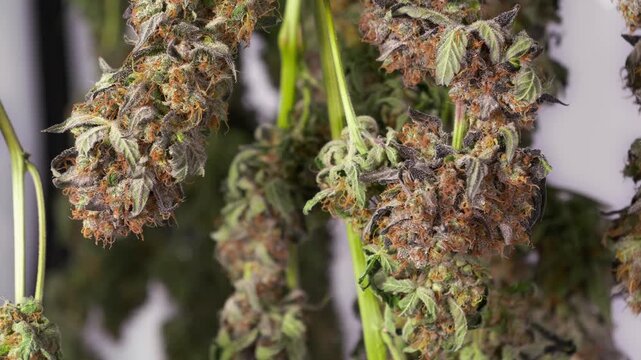 Dolly shot of drying cannabis plants in a grow tent