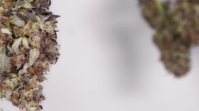 Dolly shot of drying cannabis plants in a grow tent