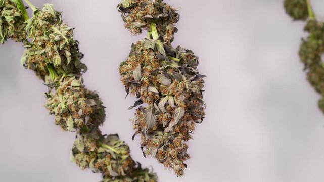 Dolly shot of drying cannabis plants in a grow tent