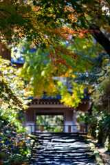 Fototapeta premium 鎌倉251215 浄智寺6 紅葉＆黄葉