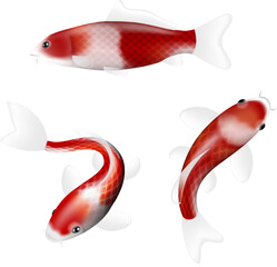 isolated koi fish. chinese new year koi fishes
