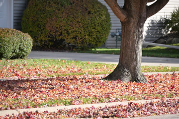 Autumn Leaves in the Yard