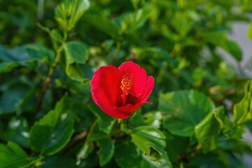 光を浴びて輝くちょうど見ごろの真っ赤なハイビスカス