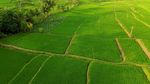 Aerial View of Lush Rice Terraces in Malang Regency, East Java | 4K Drone Footage