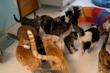 A large group of cats interacts in a room full of toys and play areas during the day