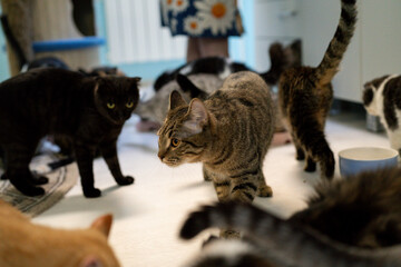 Cats of different colors play on the floor while a person observes them from a distance