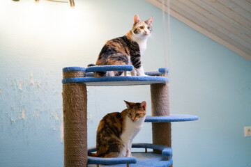 Two cats sit on a cat tree in a room with light blue walls and soft lighting in the afternoon © Rudenko