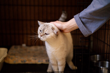 A person gently pets a cat in a pet shelter. The cat looks content in the enclosure