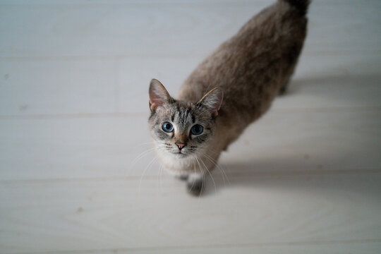 A small cat walks nearby and gazes at the camera from a light wooden floor inside a room