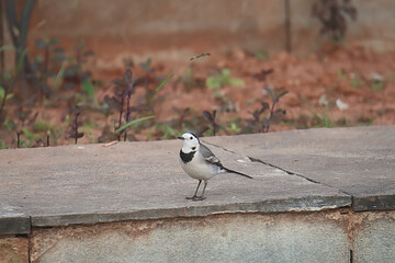 White Wagtail