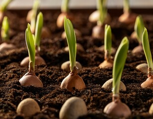 close up of small green plants sprouting from bulbs in soil with small pebbles arranged in rows