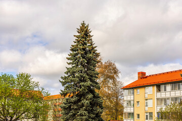 Beautiful view of tall spruce tree between residential buildings in city neighborhood. Sweden.