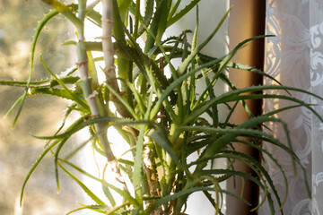 Old overgrown aloe vera plant by window in natural light
