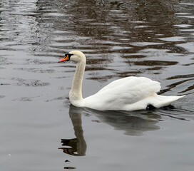 Obraz premium A white swan glides through the water while reflections of trees surround it