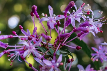 Macro shot of blooming purple Fuchsia paniculata flowers