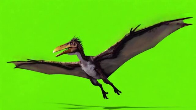 Flying pterosaur with open wings on green screen background