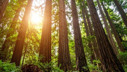 Redwood Forest Sunlight.