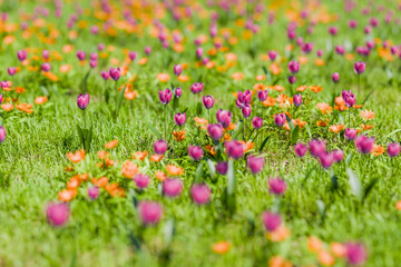 爽やかな春のイメージ