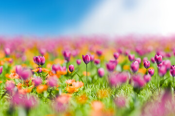 爽やかな春のイメージ