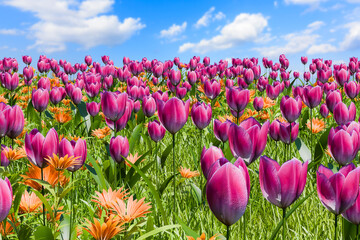 爽やかな春のイメージ