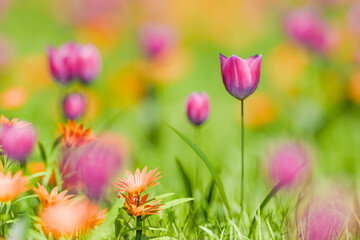 爽やかな春のイメージ