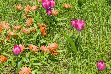 爽やかな春のイメージ