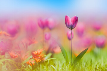 爽やかな春のイメージ