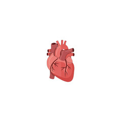 Anatomical Human Heart Organ Illustration for Medical Use