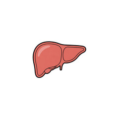 Human Liver Anatomy Internal Organ Medical Illustration