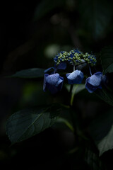 青いガクアジサイ