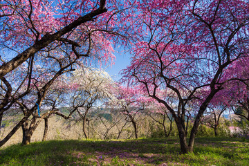 Obraz premium 日本の風景・春 群馬県みどり市 小夜戸・大畑花桃街道