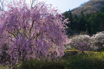 日本の風景・春　群馬県みどり市　小夜戸・大畑花桃街道