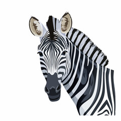 Fototapeta premium Zebra