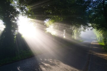 나무, 태양, 라이트, 네이처, 길거리, 햇빛, 경관, 모닝, 공원, 안개, green, 가오리, 경로, 미스트, 가을, 석양, 일출, 목초, 여행, 나뭇잎