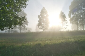 sky, 경관, 안개, 네이처, 나무, 구름, 목초, 들판, 모닝, 여름, 태풍, 미스트, green, 레인, 목초지, 태양, 가을, blue, h2o, 날씨, 토네이도