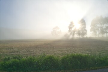 sky, 경관, 네이처, 들판, 구름, 안개, 목초, 여름, 나무, 태양, 태풍, 목초지, 모닝, 석양, green, 햇빛, 날씨, 레인, 일출, blue, 아웃도어, 봄