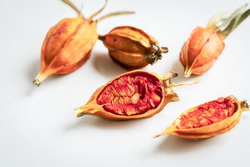 クチナシの実　白背景