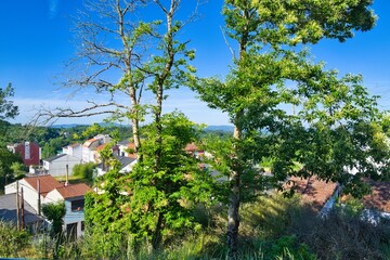 나무, sky, 네이처, 경관, 여름, 목초, blue, 뜰, 공원, 구름, 들판, 식물, h2o, 호수, 경치, 고개, 일, 농촌, 시골, 소나무, 목초지