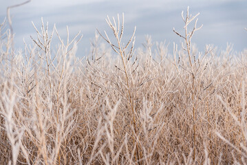 Frost Covered Shrubs in Winter Landscape: Frost-covered shrubs and grasses in a quiet winter landscape. Ice crystals coat the vegetation, creating natural texture and a calm seasonal atmosphere. 