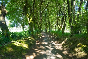 나무, 경로, 네이처, 길거리, green, 경관, 공원, 여름, 봄, 가을, 길, 나뭇잎, 걷다, 산책로, 단풍, 목초, 식물, 국가, 경치, 레인