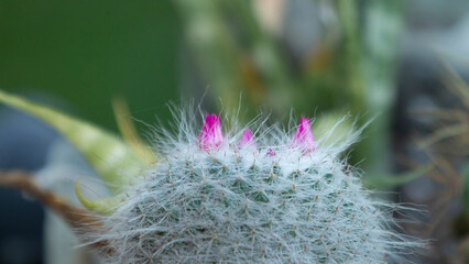 Aesthetic close-up of a cactus in a terracotta pot, sunny garden setting, wallpaper style.