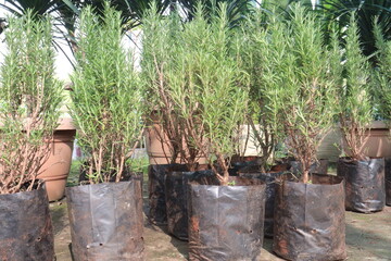 Rosemary leaf plant on pot