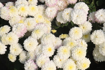 Chrysanthemum flower on farm for harvest
