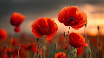Fototapeta premium Banner with red poppy flower field, symbol for remembrance, memorial, anzac day