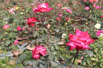 rose on tree in farm for sell