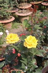 rose on tree in farm for sell